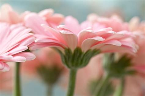 Розовые герберы обои для рабочего стола » DreemPics.com - картинки и ...