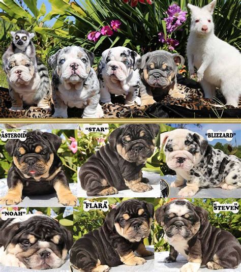 images  english bulldogs  pinterest mini english bulldogs bulldog puppies