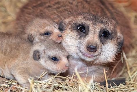 Zoo Miami Meerkat Gives Birth to Two Baby Meerkats