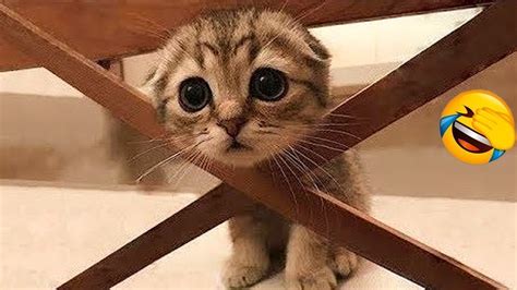 1 Hour Of Funniest Cats Videos That Will Make You Laugh #8 - Funny ...