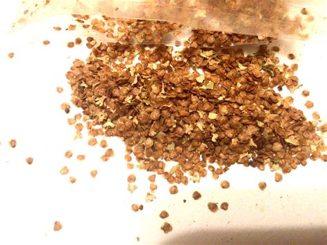 Resin Birch Seeds (Betula Glandulosa): Dwarf Shrub Tree Seeds