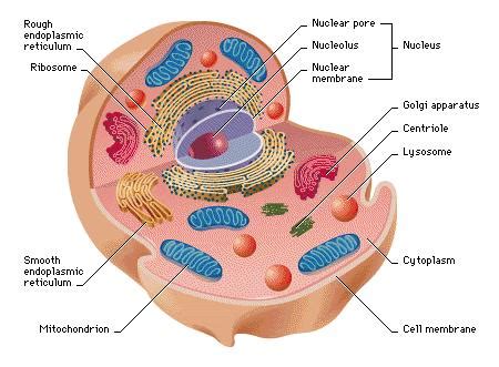 The Fascinating World of Animal Cell Cliparts: Exploring the Beauty and ...