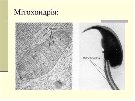 Морфологія клітини. Структурні компоненти цитоплазми та ядра. Історія ...