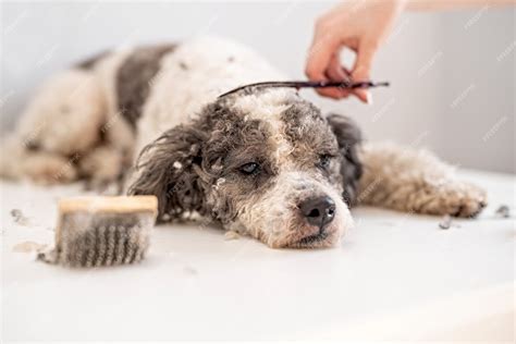 Premium Photo | Bichon frise dog getting his hair cut at the groomer