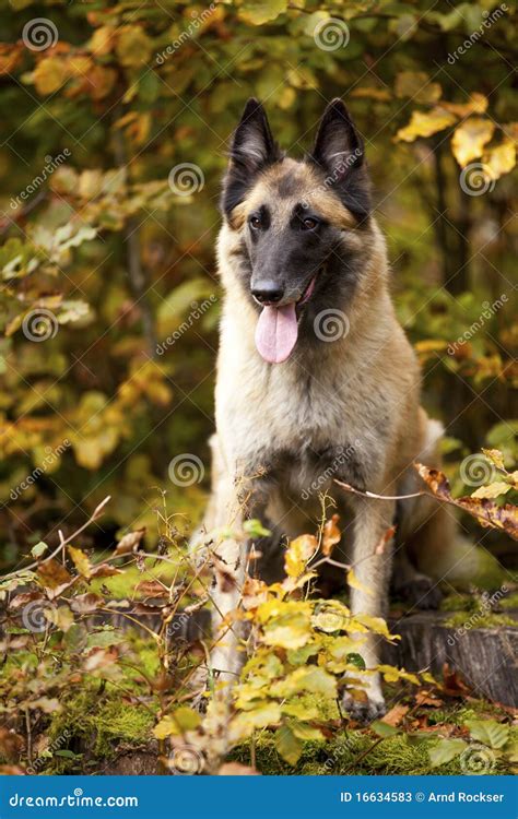 Belgian shepherd stock image. Image of fallen, cold, beautiful - 16634583