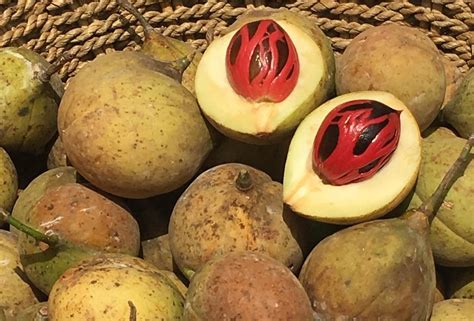 pala manis makanan khas manado sulawesi utara  manfaat
