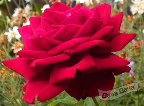 Роза чайно-гибридная Ингрид Бергман (Rosa Hybrid Tea Ingrid Bergman ...