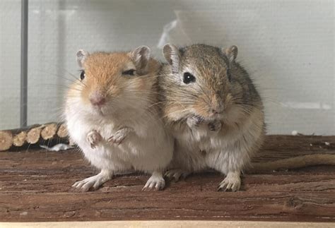 Brothers #Gerbil #Gerbils #rodent #pet Animal Pictures, Cute Pictures ...