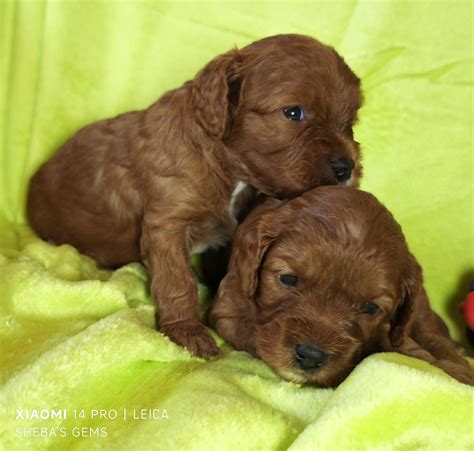 Cavoodle - Perth - PetsForHomes