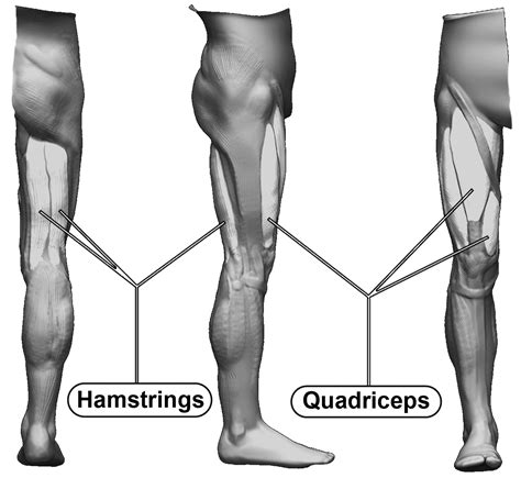 ~ Anatomy Images – Hip and Knee Handbook of Joint Replacement