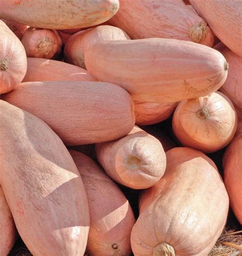 Купить семена Тыква Squash Pink Jumbo Banana в Москве: доставка семян ...