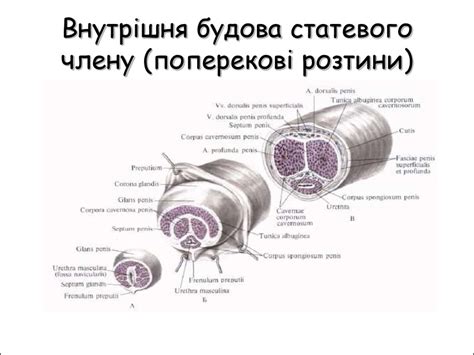 Будова та розвиток чоловічих і жіночих статевих органів - презентация ...