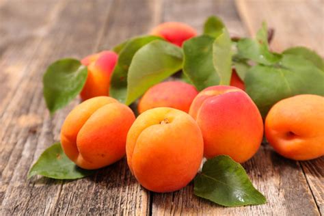 beste marille bilder stock fotos vektorgrafiken adobe stock