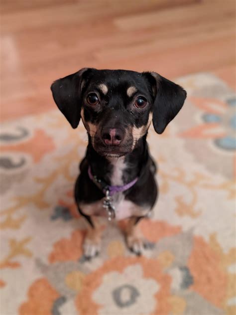 633 best Chiweenie images on Pholder | Chiweenie, Chihuahua and Aww