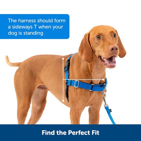 What Type Of Dogs Use Easy Walk And Gentle Leader