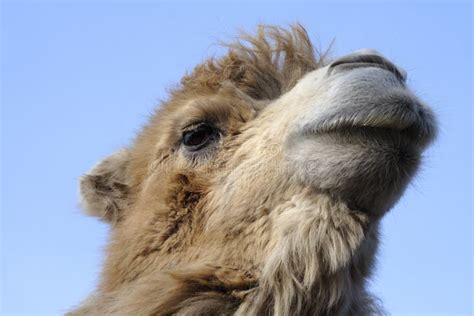 Camelo imagem de stock. Imagem de deserto, wildlife, camelo - 12277249