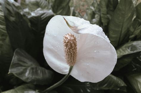 Peace Lily Plant Poisonous Cats: Safe Home Environment Tips