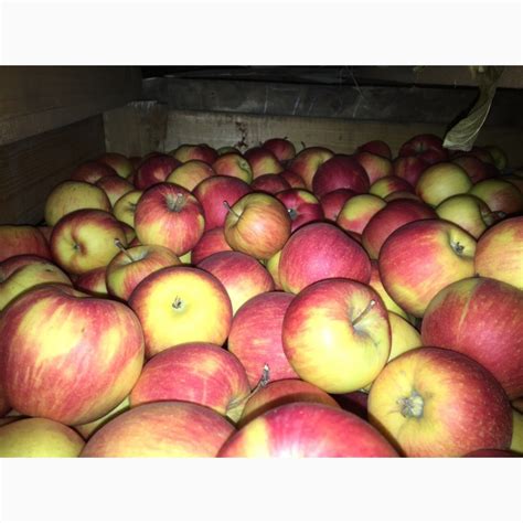 Продам яблучка різні сорта і великі обєми — Agrotorg