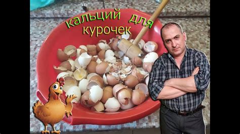 Кальций для кур . Яичная скорлупа в дело. - YouTube