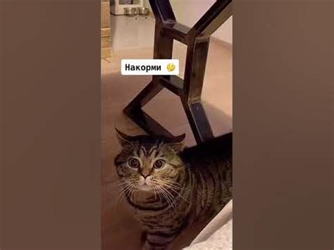 Кот говорит накорми - YouTube