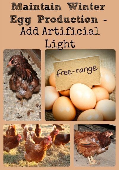 Describes why chicken egg production slows down in fall and how to ...