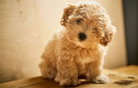 Maltipoo Size Chart | Weight & Growth Chart