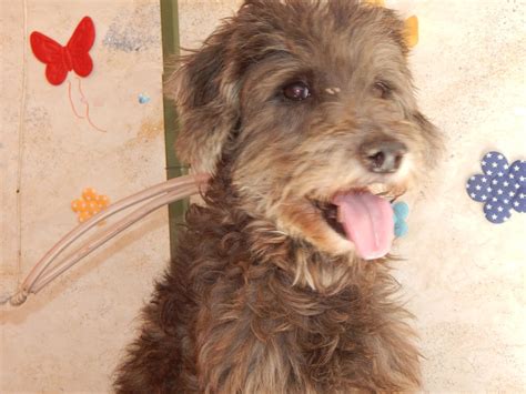 Esse Poodle super charmoso se... - Dog House PE Banho & Tosa