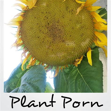 Plant Porn
