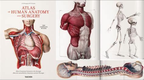 Atlas of Human Anatomy and Surgery - YouTube
