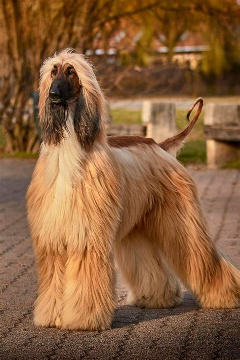 Afgán agár | Animali rari, Levrieri, Cani