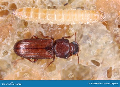 Larva and Beetle of Confused Flour Beetle Tribolium Confusum Known As a ...