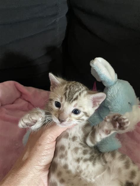 Purebred Bengal Kittens For Sale | Palm Beach Bengals