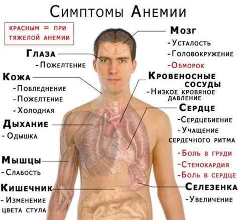 Анемия: виды, симптомы и лечение - Клиника Современной Неврологии «Аксимед»