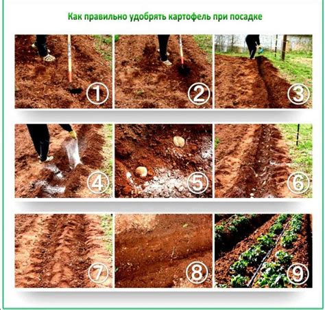 Удобрение для картофеля: какое лучше при посадке использовать