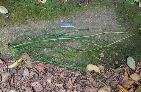 Vittaria lineata | Ferns and Lycophytes of the World