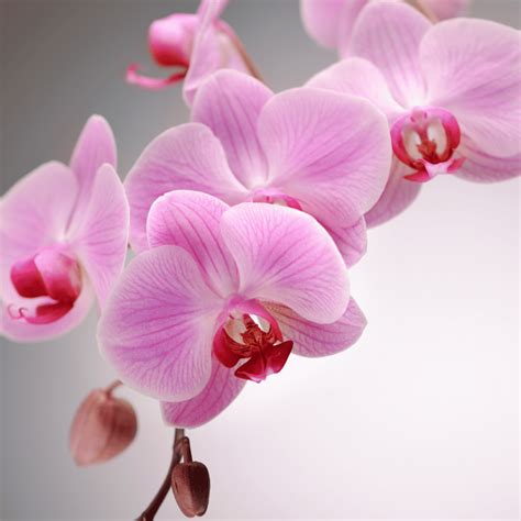 Pink Orchid Meaning and Symbolism: Understanding the Significance