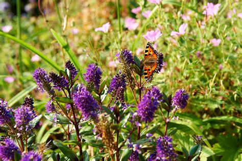 The 5 best plants to attract butterflies - beautiful blooms to boost