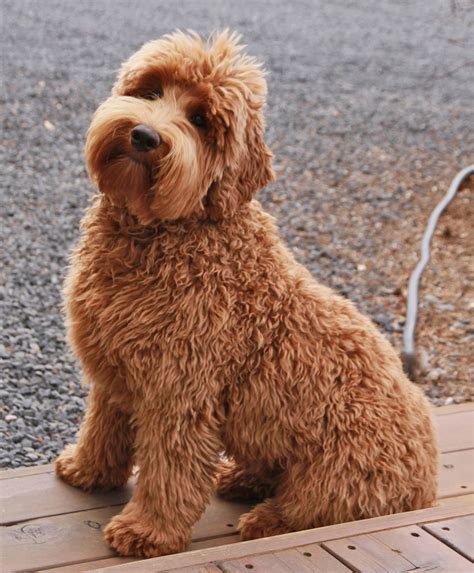 australian labradoodle greatdogsite