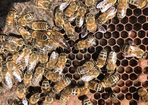 Honey bees could help monitor fertility loss in insects due to climate ...