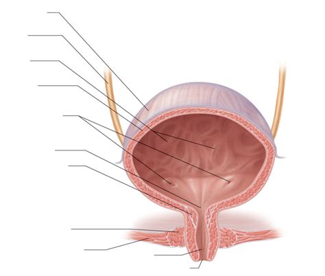 how to find the female urethra