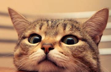 猫主子耳朵受伤怎么办？ | 希望zz