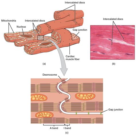 Cardiac Muscle Tissue Labeled Diagram