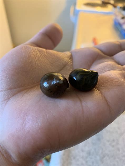 I just bought these snails two weeks ago and as of now I’m noticing