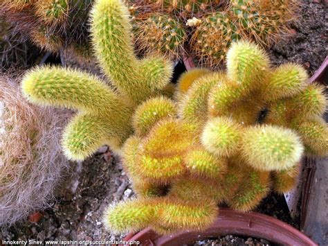Succulent Atlas - Peter Lapshin