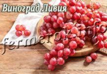 Сорт винограда Юбилей Новочеркасска: описание,отзывы,фото,видео