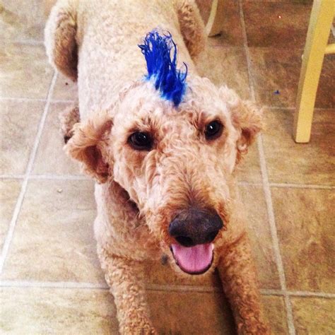 Goldendoodle Mohawk