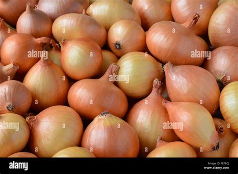 bulb crop food onion  res stock photography  images alamy