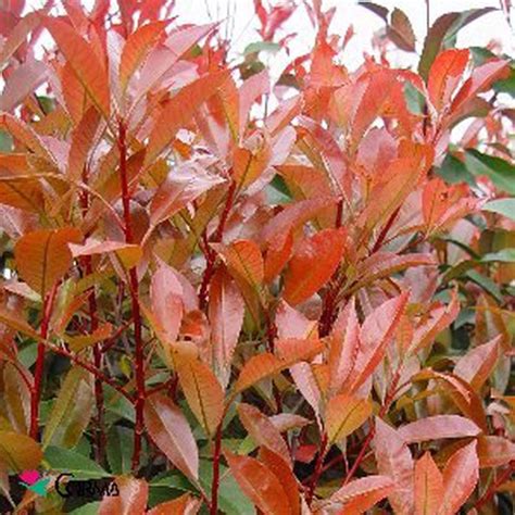 Photinia x fraseri 'red robin' — jardineriadelvalles