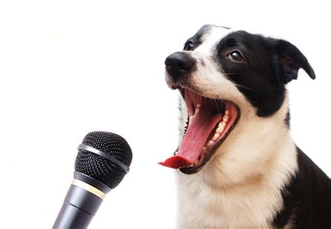 Best Singing Dog Stock Photos, Pictures & Royalty-Free Images - iStock