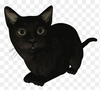 чартр png | PNGEgg